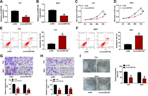 Figure 2 circCEP128 knockdown suppresses cell proliferation, migration and invasion and induces cell apoptosis in bladder cancer. (A and B) circCEP128 abundance was measured via RT-qPCR in cells transfected with si-NC or si-circCEP128. (C and D) Cell proliferation activity was detected via MTT assays in cells transfected with si-NC or si-circCEP128. (E and F) Cell apoptotic rate was measured via flow cytometry in cells after transfection with si-NC or si-circCEP128. (G and H) Cell migratory and invasive abilities were determined using transwell assay in cells after transfection with si-NC or si-circCEP128. (I) Colony formation abilities were determined using transwell assay in cells after transfection with si-NC or si-circCEP128. *P<0.05.