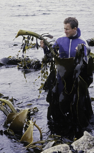 Figure 2. Stipe and blade (both with secondary branches and blades) of D. willana. Moses Nugget, Ringaringa, Stewart Island/Rakiura 1988.