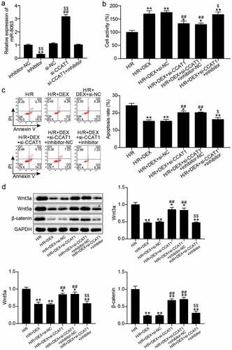 Figure 5. Interfering with miR-8063 reverse the effect of knockdown CCAT1 on the viability and apoptosis of H/R H9C2 cells (a). miR-8063 level of H9C2 cells among inhibitor-NC, inhibitor, si-NC, si-CCAT1, si-CCAT1 + inhibitor groups were assayed by qRT-PCR. (b). The cell viability of H9C2 cells in H/R, H/R + DEX, H/R + DEX +si-NC, H/R + DEX +si-CCAT1, H/R + DEX +si-CCAT1 + inhibitor-NC, and H/R + DEX +si-CCAT1 + inhibitor groups was assessed by CCK-8. (c). FITC-PI kit was employed to assess cell apoptosis in H/R, H/R + DEX, H/R + DEX +si-NC, H/R + DEX +si-CCAT1, H/R + DEX +si-CCAT1 + inhibitor-NC, and H/R + DEX +si-CCAT1 + inhibitor groups. (d). Western blotting was utilized to measure Wnt3a, Wnt5a and β-catenin protein levels in H9C2 treated with H/R, H/R + DEX, H/R + DEX +si-NC, H/R + DEX +si-CCAT1, H/R + DEX +si-CCAT1 + inhibitor-NC, and H/R + DEX +si-CCAT1 + inhibitor. H/R, hypoxia/reoxygenation; Dex, dexmedetomidine; si-CCAT1, CCAT1 siRNA; si-NC, negative control of si-CCAT1; inhibitor, miR-8063 inhibitor; inhibitor-NC, negative control of miR-8063 inhibitor. N = 3 for each group.