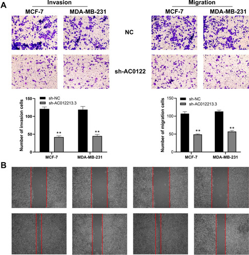 Figure 4 AC012213.3 promotes cell invasion and migration in breast cancer cells.