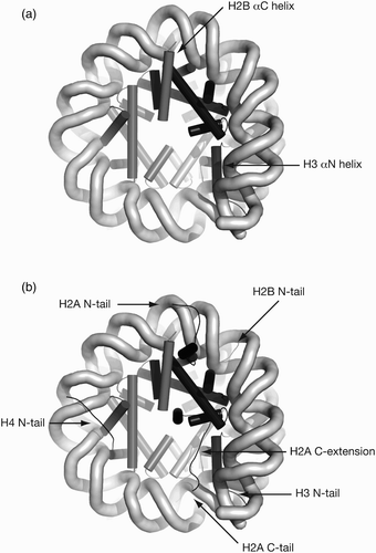 Figure 5. Non-histone fold helices of H3 and H2B also bind DNA. (a) H3 αN organises entry/exit DNA at SHL±6.5 as well as contacting dyad DNA at SHL±1, H2A C-extension and H4 α1. H2B αC helix sits above DNA superhelix at SHL±3.7. (b) Histone tails exit locations for H2A N-tail (SHL±4.2), H2A C-tail (SHL ±0.7), H2B N-tail (between gyres at SHL±2.7/4.7), H3 N-tail (entry/exit DNA) and H4 N-tail (SHL±2.2).