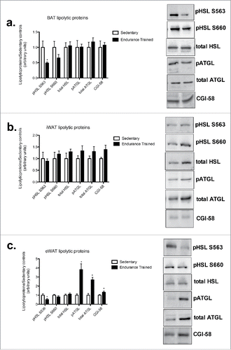 Figure 4. Endurance training increases ATGL and CGI-58 content in eWAT. a) BAT lipolytic proteins; b) iWAT lipogenic proteins; c) eWAT lipogenic proteins (HSL: hormone sensitive lipase; ATGL: adipose triglyceride lipase; CGI-58: comparative gene identification-58). Data are reported as mean±SE. * denotes significant differences between trained and sedentary (p < 0.05).