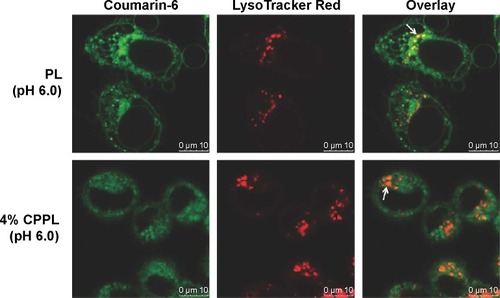 Figure 6 Colocalization of coumarin-6 and lysosomes observed with CLSM after cell internalization with CCPL and endosome escaping for 2 hours. PL is a control group. Co-location description was indicated by the white arrow.Abbreviations: CLSM, confocal laser-scanning microscope; PL, PEGylated liposomes; CPPL, CPP-modified pH-sensitive PEGylated liposomes; CPP, cell-penetrating peptide; PEG, polyethylene glycol.