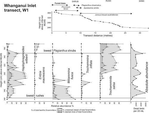 Figure 5 Whanganui Inlet salt marsh transect (W1) profile and vertical distribution of main vegetation types. Vertical distribution of absolute abundance of total (dead plus stained) foraminiferal tests and relative abundances (of total foraminiferal tests) of stained and dead specimens of dominant species. Proportional elevations of base of shrub and rush zones have been used for correlation with Waikawa Harbour elevations.