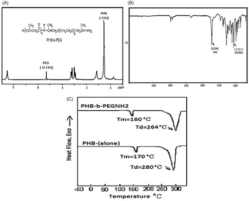 Figure 1. (A) The 1H-NMR spectrum of the PHB-b-PEG block copolymer; (B) The FTIR spectra of PHB-b-PEG block copolymer; (C) DSC and TGA thermogram of the PHB-(alone) and PHB-b-PEG-NH2 block copolymers.