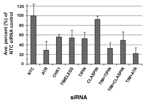 Figure 7. Clonal expansion of NHF1-hTERT depleted of checkpoint proteins in the absence of applied DNA damage. Graph depicts averages of three or more experiments (+ S.D.).