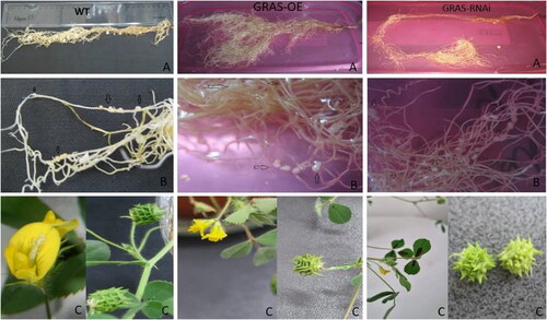 Figure 2. Phenotype comparison of T1 transgenic lines with modified expression MtGRAS7OE and MtGRAS7RNAi compared to WT plants. Shape of root in WT, GRAS-OE and GRAS-RNAi (A); distribution of nodules in WT, GRAS-OE and GRAS-RNAi (B); shape of flowers and pods in WT, GRAS-OE and GRAS-RNAi (C).