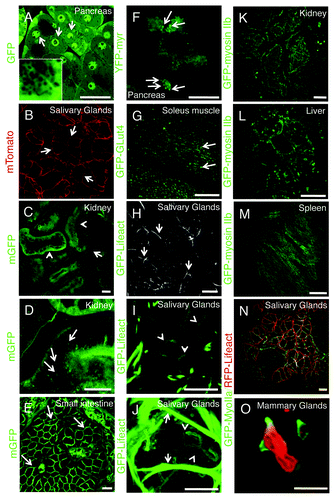 Figure 8. Transgenic mice models currently used for intravital microscopy. (A–O) Selected transgenic mice were anesthetized, the organs indicated in the panels exposed, and imaged by confocal microscopy (excitation 488 nm, A and C–M; excitation 561, B; excitation 488 and 561, N and O) at a depth of approximately 30 µm by using a 60x oil immersion lens (NA 1.4, Olympus). (A) GFP-FVB mouse expressing soluble GFP. Nuclei (arrows) and secretory granules (inset) are highlighted in the pancreas. (B–E) Mice expressing a membrane targeted peptide fused with tandem Tomato (B) or GFP (C–E) (Vids. S6 and S7). In the salivary glands the mTomato probe is localized at the plasma membrane (B, arrows), in the kidney the mGFP probe highlights the microvasculature (C, arrows), both proximal and distal tubuli (B, arrowheads), and a series of small endocytic vesicles (D, arrows; Vid. S6); in the small intestine, mGFP is localized at the plasma membrane of the enterocytes (F, arrows; Vid. S7). (F) Mouse expressing GFP fused to a myristoylated peptide (GFP-myr). In exocrine pancreas, GFP-myr is localized onto the secretory granules (arrows). (G) Mouse expressing GFP-GLUT4 in the skeletal muscle. GFP-Glut4 is localized in small vesicles (G, arrows; Vid. S8). (H–J) In the salivary glands, GFP-lifeact is expressed in both myoepithelial (H and J, arrows) and at the apical pole of acinar cells (H and J, arrowheads; Vid. S9). (K–M) GFP-myosin IIb is expressed in the kidney in several intracellular structures (K, arrows), in liver hepatocytes, both at the plasma membrane and small vesicles (H, arrows), and in the spleen in long filaments (M). (N and O) Mice expressing GFP-myosin IIb and RFP-lifeact. In salivary glands both GFP and myosin IIb are localized at the plasma membrane (N), whereas in neutrophils in mammary glands, GFP-myosin IIb is localized in protrusive edges (O; Vid. S10). Bars, 20 µm.