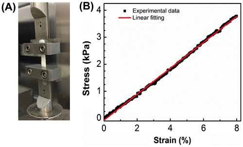 Figure 4. Tensile testing of intact C. albicans biofilms formed in catheter prototypes. (A) Biofilms were manually extracted from catheter prototypes and mounted in a microstrain analyzer for tensile testing. (B) Representative stress–strain plot resulting from tensile testing of intact biofilms.