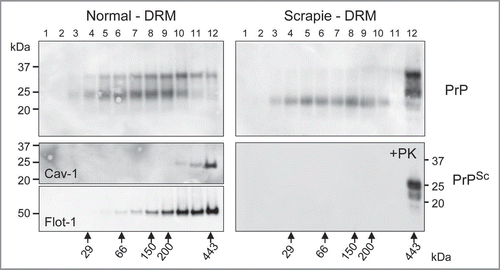 Figure 3 Prion resides as a high molecular weight aggregate in detergent resistant membrane (DRM) fractions. Western blot detection of PrPC following fractionation of normal brain DRM on a linear sucrose gradient showed detection of PrPC across a range of molecular weights composed primarily of mono- and di-glycosylated isoforms (top left part). The oligomeric status of PrPSc from Scrapie infected DRM differs from PrPC with the majority detected as high molecular weight (Fraction #12; >440 kDa) aggregate (top right part). This high molecular weight PrPSc species is composed primarily of mono- and di-glycosylated PrP with detection of non-glycosylated PrP across lower molecular weights (Fractions #3–10). Proteinase-K digestion of gradient fractions from Scrapie DRM shows that all the PK-resistant PrPSc is localized to fraction #12 as a high molecular weight aggregate whereas the non-glycosylated PrP in fractions #3-10 is PK-sensitive (bottom right part). Caveolin-1 (Cav-1) and flotillin-1 (Flot-1) are established DRM protein markers known to form high molecular weight oligomeric complexes and were used as positive controls to validate the integrity of the sucrose gradient (middle and bottom left parts respectively). The linear sucrose gradient was calibrated with know molecular weight protein standards and their mobility and molecular weight are indicated by the large arrows at the bottom of Figure 3.