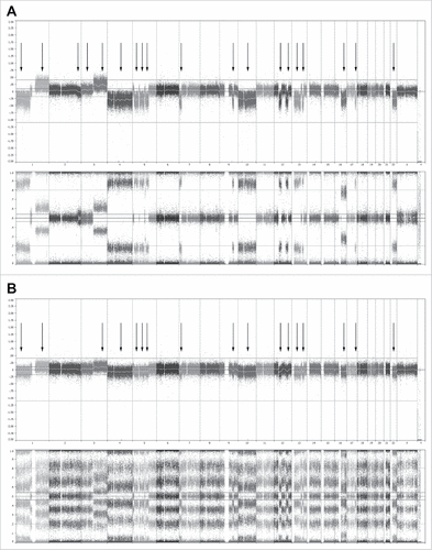 Figure 5. Whole genome analysis using single-nucleotide polymorphisms (SNP) mapping revealing gains and losses, as well as regions of loss of heterozygosity. (A) Genome overview showing the log2 R ratio (top) and B allele frequency (bottom) of the CD138+ cells of one representative donor at day 0 before co-culture. In the whole genome, 19 sites of gains and losses could be identified within this donor. (B) Genome analysis showing the log2 R ratio (top) and B allele frequency (bottom) of the CD138+ cells and supporting cells of the same donor at day 28. In the whole genome, 17 sites of gains and losses could still be identified, all corresponding with gains and losses present at day 0. All 17 gains and losses identified at day 28 were mosaic, with a presence of 80–85% at day 0. The 2 gains and losses no longer identifiably at day 28 were also mosaic at day 0, with a presence of 10–15%. Similar results were obtained for 2 other donors.