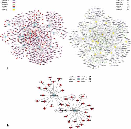 Figure 2. circRNAs-miRNAs-mRNAs network.