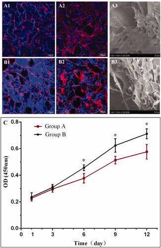 Figure 3. Confocal microscopy (A1, A2, B1, B2) and SEM (A3, B3) images of BMSCs on nanofibrous SF scaffold at day 3 (A1), and day 7 (A2) and (A3); and non-nanofibrous SF scaffold at day 3 (B1), and day 7 (B2) and (B3). TRITC labelled phalloidin (red) stained F-actin, DAPI (blue) stained cell nuclei on the SF scaffolds. Cell Counting Kit-8 (CCK-8) assay demonstrating the difference in the rate of proliferation of BMSCs on different scaffolds (C). BMSCs seeded on nanofibrous SF scaffolds (group B) proliferated more rapidly than on the non-nanofibrous SF scaffold (group A). Difference between Group A and Group B at different culture times were compared. *statistically significant p < .05.