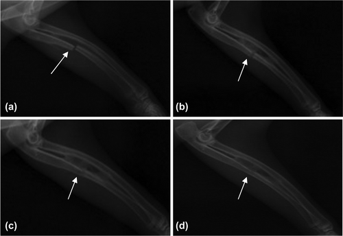 Figure 5. Bone Union of Blank Group (denoted by arrows). a. 2 weeks later, a little bony callus formed; b. 4 weeks later, some bony calluses formed with callus passing between the broken ends; c. 8 weeks later, the fracture line blurring with good bone union; and d. 12 weeks later, the unobstructed marrow cavity and complete bone union.