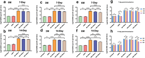 Figure 4. During the entire study, mRNA-LNPs were stored at 4°C, and the samples were stored after 3 and 6 months for evaluation of their biological activity. (a-b) Blood was collected from mice at 7 and 14 days after secondary immunization. (c–d) Blood was collected from mice on days 7 and 14 after secondary immunization when stored for up to 3 months. (e–f) Blood was collected from mice at 7 and 14 days after secondary immunization at 6 months of storage. (g-h) Comparison of serum antibody titers at different intervals for four groups of preparations. Data were analyzed through a two-way ANOVA, Data represent the mean ± SD (n = 6, ns p > .05, *p < .05, **p < .01, ***p < .001, ****p < .0001).