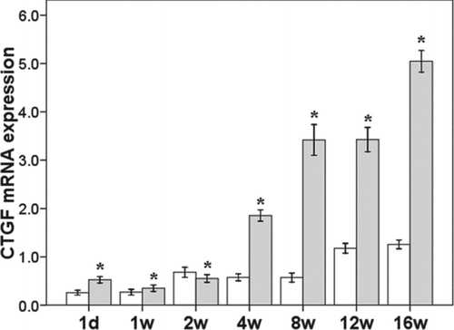 Figure 3.  mRNA expression of CTGF in the lung. *p < 0.05 vs control group at same time point.