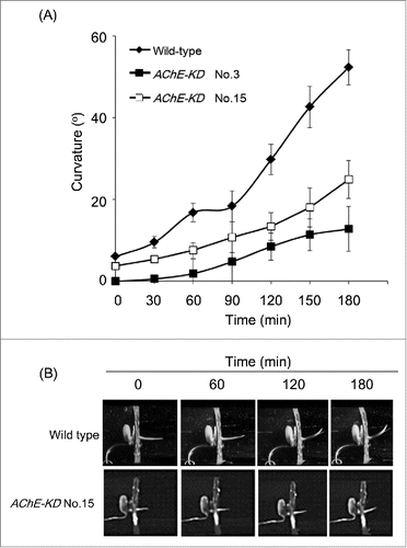 Figure 2. Shoot gravitropic responses of transgenic rice plants suppressing the expression of rice AChE gene. RNAi-silenced lines: AChE-KD No.3 and No.15. WT: wild type. (A) Quantification of shoot gravitropic responses in wild-type and transgenic rice plantlets silencing the rice AChE gene (T2 generation). Each data point represents measurement of 10 plantlets. Thin vertical bars represent standard errors. (B) Typical phenotypes of wild-type and transgenic rice plantlets silencing the rice AChE gene (T2 generation) under gravistimulation. Digital images were taken at designated time points to the upper of each panel.