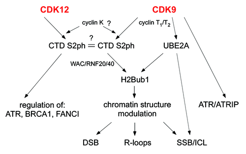 Figure 1. Schematic representation of CDK9/CDK12 influence on DNA Damage Response. CDK9 interacts with cyclins T1/T2 and possibly also cyclin K. CDK12 binds cyclin K. Both kinase/cyclin complexes can phosphorylate RNA polymerase II C-terminal on Serine 2 (CTD S2ph). There seem to be at least 2 forms of Ser2 marks, possibly distinct in response to the action of the two kinases. CDK12 affects genomic stability through the regulation of gene expression of DNA damage responsive genes (ATR, BRCA1, FANCI). CDK9 can have direct and indirect effects on genomic stability. CDK9 can directly form a complex with ATR/ATRIP. Moreover, CDK9 phosphorylates CTD (which recruits E3 ligases -RNF20/40) and E2 (UBE2A) both required for H2B monoubiquitination (H2Bub1). This modification plays a critical role in chromatin structure modulation, potentially affecting the response to different damaging stresses: double strand breaks (DSB), DNA-RNA hybrid structures (R-loops), single strand breaks (SSB) and interstrand DNA crosslinks (ICLs). UBE2A phosphorylation can also directly affect SSB and ICLs.