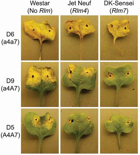 Fig. 2 Cotyledons of ‘Westar’ (No Rlm gene), ‘Jet Neuf’ (Rlm4), and ‘DK-Sensei’ (Rlm7) 11 days after inoculation with conidial suspension of Leptosphaeria maculans isolates with different AvrLm4-7 genotypes, D6 (a4a7), D9 (a4A7), and D5 (A4A7).