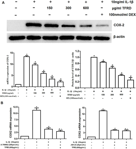 Figure 9 (A) Effects of TFRD and positive control drug dexamethasone on mRNA and protein expression of COX-2 of IL-1β-stimulated chondrocytes. (B) Effects of TFRD on COX-2 mRNA expression after the activation of AMPK signaling pathway and inhibition NFκB pathway. *P<0.05 compared with the blank control group, #P<0.05 compared with the IL-1β-stimulated group. ΔP>0.05 compared with the A-769662-stimulated/JSH-23-stimulated group.