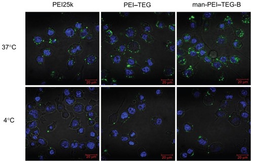 Figure 7 Confocal micrographs of cellular uptake of complexes on the DC2.4 cell line.Notes: Cells were incubated with complexes prepared from PEI25k, PEI–TEG, and man-PEI–TEG-B, respectively, at 37°C/4°C for 1 hour prior to fixation with 4% paraformaldehyde (5 minutes, RT) and staining with 2 μg/mL diamidino phenyl indole (DAPI). Green fluorescence, FITC; blue fluorescence, DAPI.Abbreviations: PEI, polyethyleneimine; TEG, triethyleneglycol; PEI-TEG, polyethyleneimine and triethyleneglycol polymer; man-PEI-TEG-B, mannosylated PEI-TEG derivative B; PEI25k, polyethyleneimine with a molecular weight of 25 kD; DC, dendritic cells; RT, room temperature; DAPI, diamidino phenyl indole; FITC, fluorescein Isothiocyanate.