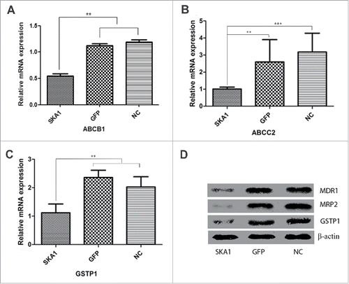 Figure 5. Analysis of ABCB1, ABCC2, and GSTP1 expression in SOSP-9607 osteosarcoma cells overexpressing SKA1 under hypoxia. The mRNA expression of ABCB1 (A), ABCC2 (B), and GSTP1 (C) in human osteosarcoma SOSP-9607 cells infected with LV-SKA1-GFP, LV-GFP and uninfected NC cells under 1% O2, as measured by qRT-PCR. (D) Protein expression of MDR1, MRP2, and GSTP1 in infected SOSP-9607 cells under 1% O2 as measured by western blot. Both qRT-PCR and western blot analyses results were normalized with β-actin. *P < 0.05, **P < 0.01, ***P < 0.001.