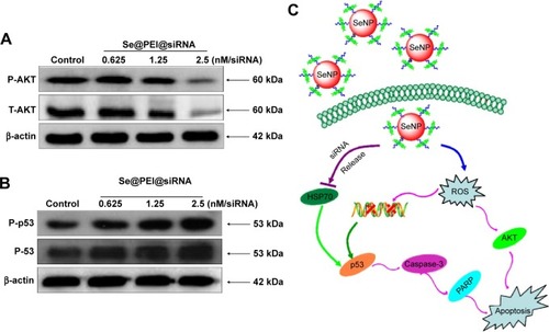 Figure 9 Activation of intracellular apoptotic signaling pathways by Se@PEI@siRNA in HepG2 cells.Notes: (A) Phosphorylation status expression levels of AKT pathways. (B) Activation of p53 signaling pathway. (C) The main signaling pathway of apoptosis induced by Se@PEI@siRNA.Abbreviations: HSP, heat shock protein; PARP, poly (ADP-ribose) polymerase; ROS, reactive oxygen species; SeNP, selenium nanoparticle; Se@PEI@siRNA, small interfering RNAs with polyethylenimine-modified selenium nanoparticles.