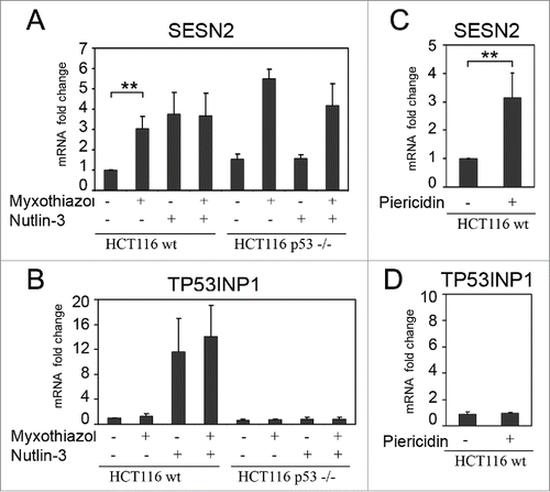 Figure 1. Induction of SESN2 mRNA in response to the inhibition of the mitochondrial respiratory chain is independent of p53. (A, B) Fold changes of SESN2 mRNA (A) and of the p53-target gene TP53INP1 mRNA (B) in wild-type or p53-/- HCT116 cells after myxothiazol (4 h) and/or nutlin-3 (16 h) treatment. (C, D) Fold changes of SESN2 (C) and TP53INP1 (D) mRNAs in HCT116 cells treated with piericidin A (4 h). The data was obtained by RT-qPCR, the normalization was to 18S rRNA. The means and standard deviations on the basis of at least 3 independent experiments are presented. Student's t-test was used to analyze statistical significance (*P < 0.05, **P<0.01, ***P< 0.001).