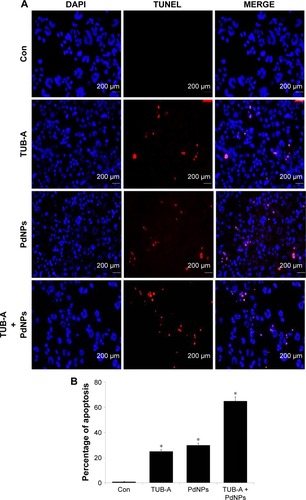 Figure 9 Effects of TUB-A, PdNPs, or a combination of both on apoptosis.Notes: (A) The cells were treated with TUB-A (4 μM), PdNPs (4 μM), or a combination of both (at 4 μM each) for 24 h. Apoptosis was assessed by TUNEL assay; the nuclei were counterstained with DAPI. Representative images show apoptotic (fragmented) DNA (red stained) and the corresponding cell nuclei (blue stained). (B) The percentage of apoptosis was calculated in cells treated with TUB-A (4 μM), PdNPs (4 μM), or a combination of both (at 4 μM each) for 24 h using TUNEL. *P<0.05.Abbreviations: Con, control; TUB-A, tubastatin-A; PdNPs, palladium nanoparticles; TUNEL, terminal deoxynucleotidyl transferase dUTP nick end labeling.