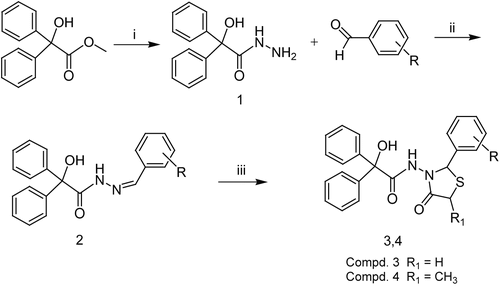 Scheme 1.  Reagents: (i) hydrazine hydrate, EtOH, reflux, 6 h; (ii) EtOH, reflux, 4 h; (iii) mercaptoacetic acid/2-mercaptopropionic acid, dry benzene, reflux, 6 h.