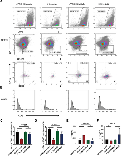 Figure 2 NaB up-regulated ILC2s in the spleen and skeletal muscle in accordance with the level of serum IL-13 of db/db mice. (A) and (C) Changes of ILC2s in the spleen of the mice. (B) and (D) Changes of ILC2s in the muscle of the mice. (E) Serum IL-33 level measured by ELISA. (F) Serum IL-13 level measured by ELISA. Data are expressed as mean ± SEM (n = 4–10 in each group). *P < 0.05 vs C57BL/6J+water group; $P < 0.05 vs db/db+water group; **P < 0.01 vs db/db+water group.