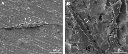 Figure 8 SEM images of osteoblasts after incubating 12 hours on Ti (A) and USP-Ti (B) samples.Note: The cells are indicated with arrows.Abbreviations: SEM, scanning electron microscope; USP-Ti, Ti surface subjected to USP; USP, ultrasonic shot peening; Ti, titanium.