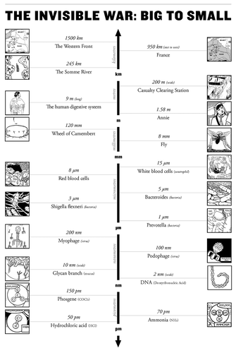 FIGURE 11  Big to small. Image by Susan Merrill Squier.