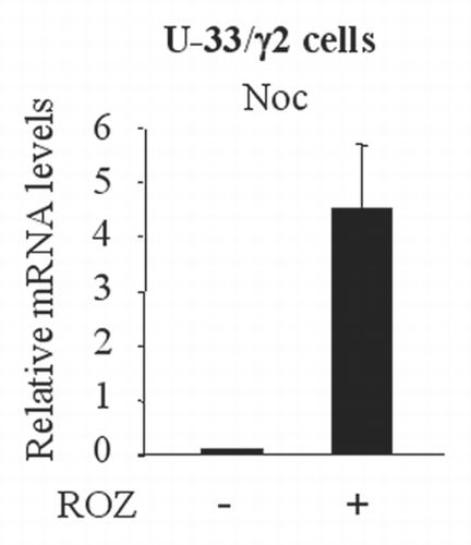 Figure 5 Upregulation of Noc in response to PPAR γ2 activation. U-33 cells stably expressing PPAR γ2 expression vector (U-33/γ2 cells) were treated with Rosiglitazone (ROZ) for 3 days and RNA was collected. Expression of Noc was analyzed by real-time PCR.