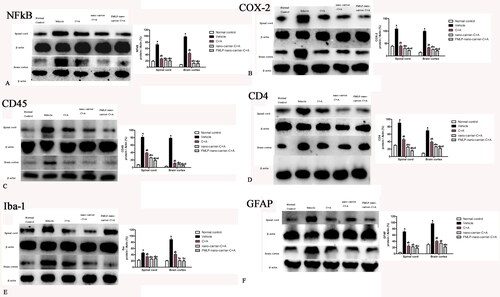 Figure 5. Effects of C + A compounds on the expression of NF-kB (a), COX-2 (B), CD45 (C), CD4 (D), Iba-1 (E) and GFAP (F) by western blot. a, p < .05 vs. normal control group; b, p < .05 vs. vehicle group; c, p < .05 vs. C + A group; d, p < .05 vs. nano-carrier C + A group.
