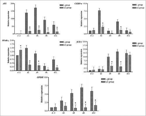 Figure 4. Relative mRNA expression of bovine intermuscular adipocytes at various days (d −2, 2, 4, 6, and 12) in culture. Bovine preadipocytes were isolated from steers that grazed legume pastures with (LC) or without (L) corn grain supplementation (0.75% of body weight/d) and differentiation cocktail added on d0 to stimulate differentiation. *Within a time point, LC group differs from L group (P < 0.05).