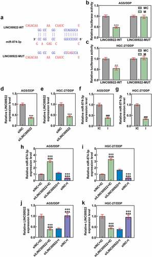Figure 3. LINC00922 was the upstream lncRNA for miR-874-3p, and miR-874-3p downregulation eliminated the effects of LINC00922 silencing on miR-874-3p expression in DDP-resistant GC cells. (a-c) LncBase Predicted V2 (http://carolina.imis.athena-innovation.gr/diana_tools) (a) predicted and dual-luciferase reporter assay (b-c) confirmed LINC00922 as the upstream lncRNA for miR-874-3p. (d-g) Relative expressions of LINC00922 (d-e) and miR-874-3p (f-g) in DDP-resistant GC cell AGS and HGC-27 after transfection were quantified with qRT-PCR. GAPDH (for LINC00922) and U6 (for miR-874-3p) were the internal controls. (h-i) Relative miR-874-3p expression in DDP-resistant GC cell AGS (h) and HGC-27 (i) after transfection was quantified with qRT-PCR. (j-k) Relative LINC00922 expression in DDP-resistant GC cell AGS/DDP (j) and HGC-27/DDP (k) after transfection was quantified with qRT-PCR. U6 was used as the internal control. All data were expressed as mean ± standard deviation (SD), which was indicative of three independent tests. ^^p < 0.01, ^^^p < 0.001, vs. MC; ***p < 0.001, vs. siNC; ###p < 0.001, vs. IC; +++p < 0.001, vs. siNC+IC; &&&p < 0.001, vs. siLINC00922 + I. LINC00922: long intergenic non-coding RNA 00922; LncRNA: long non-coding RNA; WT: wild-type; MUT: mutated; siRNA: small interfering RNA; IC: inhibitor control; I: inhibitor.
