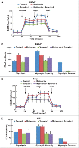 Figure 3. Tenovin-1 antagonized metformin-induced glycolysis in LNCaP and C4-2 cells. (A, C) ECAR under single or both drug treatment was measured by Seahorse XFe24 analyzer. Cells were seeded in XFe24 cell culture microplates, treated with metformin, Tenovin-1 or both for 24 hours, and subjected to the protocol for glycolysis tolerance test in which glucose, oligomycin and 2-deoxyglucose (2-DG) were added at the time points indicated. (B, D) Calculated glycolysis rates, glycolysis capacity and glycolytic reserve.