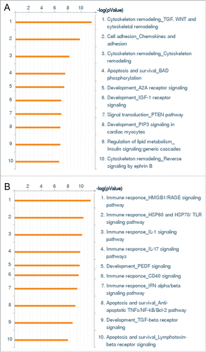Figure 1. Whole genome expression survey of the inflammatory response of HCAEC to Wnt5A and IL-1β. GO pathway maps of the 10 most significant processes regulated by (A) Wnt5A (250 ng/mL) and (B) IL-1β (20 U/mL). Genes are clustered according to biological processes. Pathways represented as histograms are ranked by the –log value (P value). Length of histogram corresponds to the number of genes associated with that specific pathway.