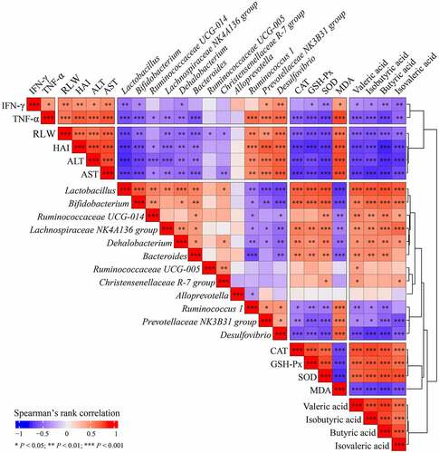 Figure 6. Correlation between indicators of liver injury and changes of intestinal flora composition and SCFAs level was determined using Spearman’s rank correlation analysis