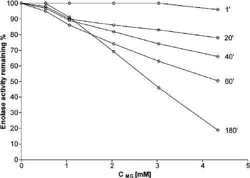 Figure 3.  Inactivation of human muscle enolase by methylglyoxal in PBS. Enolase (15 μM, 40 U/mg) was incubated in PBS, pH 7.4, at 37°C in the dark for 1–180 min with different amounts of methylglyoxal: 0.54, 1.1, 2.0, 3.1, and 4.34 mM. Changes in enzyme catalytic activity are expressed in percentage of the control samples containing water instead of methylglyoxal.