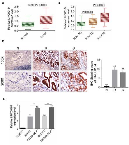 Figure 1 LINC00184 was up-regulated in OC, especially in cisplatin-resistant OC patients and cell lines. (A) qRT-PCR for LINC00184 expression in OC tissues and paired adjacent normal tissues of 70 cases. (B) qRT-PCR for LINC00184 expression in normal tissues (N group), and tumor tissues from cisplatin-resistant patients (R group) and cisplatin-sensitive patients (S group). (C) ISH for LINC00184 expression in the N group, R group and S group (magnification: 100× and 200×). **p<0.01 relative to N group. ##p<0.01 relative to R group. (D) qRT-PCR for LINC00184 expression in human normal ovarian epithelial cell line (IOSE80), OC cell lines (A2780, SKOV3) and OC cisplatin-resistant cell lines (A2780-DDP, SKOV3-DDP). **p<0.01 relative to IOSE80 cell line. All experiments were performed in triplicate.