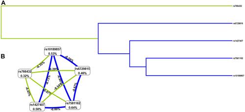 Figure 2 The dendrogram (A) and Fruchterman Reingold (B) of BCL11A SNP-SNP interaction for EC risk. (A) Short connections among nodes represent stronger redundant interactions. Green and blue color indicated weak interactions. (B) This graphical model describes the percent entropy explained by each SNP. Values in nodes represent the information gains of individual attribute (main effects). Values between nodes are information gains of each pair of attributes (interaction effects). Positive percent entropy indicates synergy whereas the negative percent entropy indicates redundancy.