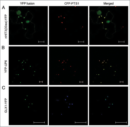 Figure 1 Validation of a new PTS2 peptide and the peroxisomal localization of two novel proteins. Confocal (A and B) or epifluorescent (C) microscopic images were obtained from leaf epidermal cells of 4-week-old tobacco (Nicotiana tabacum) plants co-expressing the indicated YFP fusion and the CFP-PTS1 peroxisomal marker proteins. YFP fusions are shown in green, and the CFP-PTS1-labeled peroxisomes are in red (A and B) or blue (C). Scale bars = 10 µm.