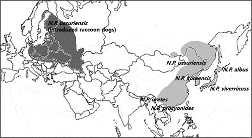 Figure 1. Geographic distribution of native (light grey) and introduced (dark grey) populations of the raccoon dog (Nyctereutes procyonoides) according to Hong et al. (Citation2020). With permission to re-publish from Springer Nature.