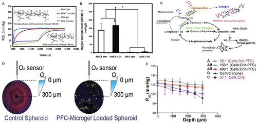 Figure 3 Perfluorocarbons deliver oxygen to hypoxia areas. (A) Representative PO2 vs time data for MACF initially saturated with oxygen (+O2) and MAC + O2 at RT. (B) Oxygen transport rate measurements. Superscript symbols “*” indicate p < 0.0001. (C) Arginine and proline metabolism pathway supplies fibrillary collagen synthesis. Reprinted from Acta Biomater, volume: 36, Patil PS, Fountas-Davis N, Huang H, et al. Fluorinated methacrylamide chitosan hydrogels enhance collagen synthesis in wound healing through increased oxygen availability. 164–174, Copyright 2016, with permission from Elsevier.Citation125 (D) Illustration of radial oxygen measurements taken at various depths in control versus microgel loaded spheroids after 4 days (96 h) in culture. (E) Partial pressure of oxygen at various depths inside the spheroids. Reprinted from Patil PS, Mansouri M, Leipzig ND. Fluorinated Chitosan Microgels to Overcome Internal Oxygen Transport Deficiencies in Microtissue Culture Systems. Adv Biosyst. 2020; 4 (8): e1900250. © 2020 WILEY-VCH Verlag GmbH & Co. KGaA, Weinheim.Citation126