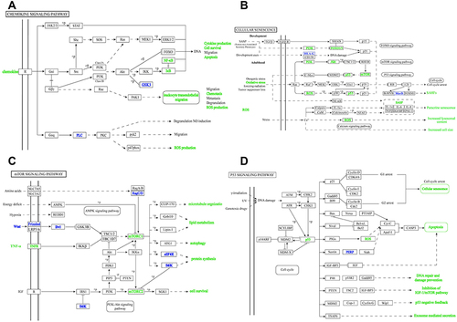 Figure 5 The crucial signaling pathways. (A) The chemokine signaling pathway. (B) The cellular senescence signaling pathway. (C) The mTOR signaling pathway. (D) The p53 signaling pathway.