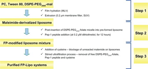 Figure 2 Schematic illustration of the three steps used to prepare FP-Lipo: Step 1 maleimide derivatization of liposomes; Step 2 insertion of DSPE-PEG2000-folate to maleimide-derivatized liposomes; and Pep-1 peptide coupling; Step 3 purification of FP-Lipo systems.Abbreviations: FP-Lipo, dual ligand–modified liposomes; DSPE, distearoyl phosphatidyl ethanolamine; PEG2000, polyethylene glycol; PC, soya phosphatidylcholine; mal, maleimide; MLV, multi-lamellar vesicle; SUV, small unilamellar vesicle.