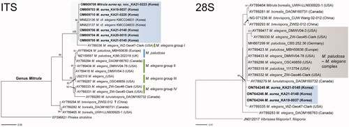 Figure 1. Phylogenetic tree of Mitrula species based on the RAxML analysis of their ITS and 28S regions. Specimens identified during this study are indicated in bold. Bootstrap values higher than 60% are shown in the branches. The scale bar equals the number of nucleotide substitutions per site.