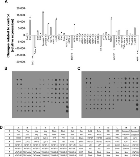 Figure 8 Quantitative analysis of the human apoptosis proteome profiler array in koenimbin-induced MCF7 cells. MCF7 cells were lysed and protein arrays were performed. Cells were treated with koenimbin 9 μg/mL for 24 hours and total cell protein was extracted. Equal amounts (300 μg) of protein from each control and treated sample were used for the assay. Quantitative analysis of the arrays showed differences in the apoptotic markers.